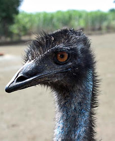 side-view of an Emu bird