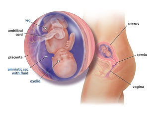 hình ảnh thai nhi 15 tuần tuổi