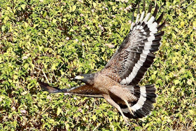 "Crested Serpent-Eagle, local resident taking off."