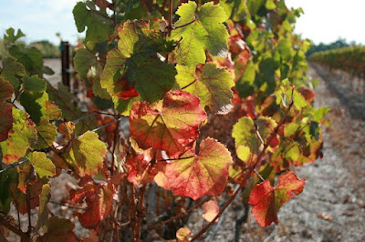 Margaret River Vineyard Western Austraila