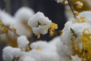 snow on forsythia