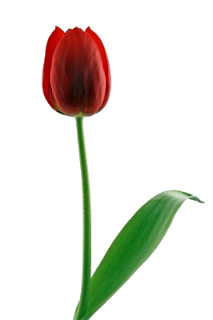 giving the red tulip the