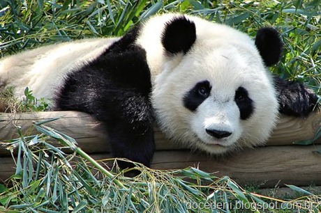 panda[2]