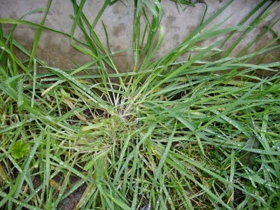 Ayurvedic Benefits of Scutch Grass (Dube) in Hindi