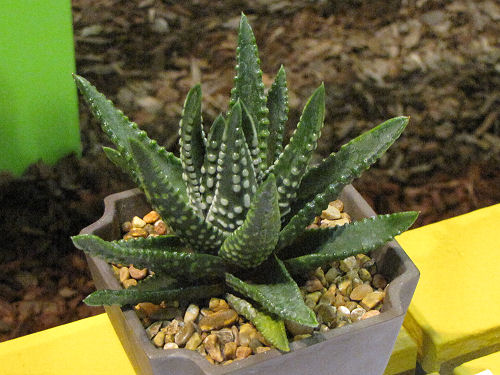 Haworthia David Grisby