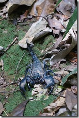 Scorpion sp.