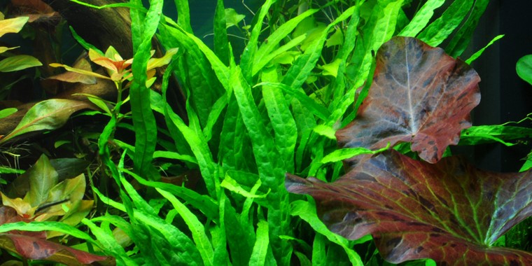 8 Macam Jenis Tanaman Pakis Air Untuk Aquascape 8 Aquatic Fern Types For Aquascape Aquaama