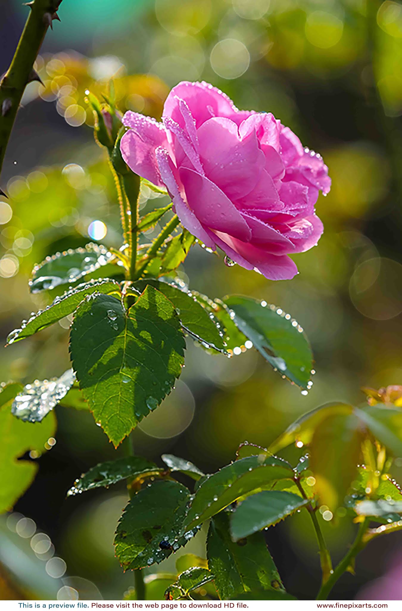 Pink rose and water drops 00008