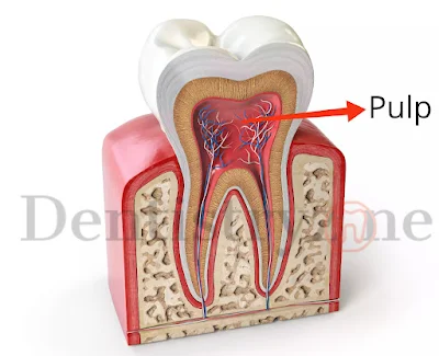 Dental Pulp: Morphology, Histology, Innervation, Vascular Supply, Neurotransmitters, Development and Functions