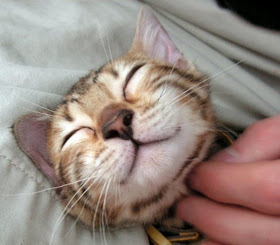 funny cats pictures, chin scratched