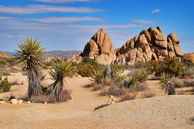 Best Places to Go Camping in the United States 2020, Joshua Tree
