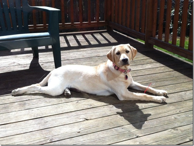 lucy