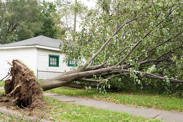 A fallen tree