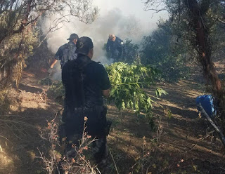 HELICÓPTERO DE LA PEP UBICA TRES PLANTÍOS  DE MARIHUANA EN TECATE