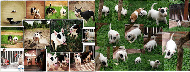 Baby Panda Pancake Bull Terrier