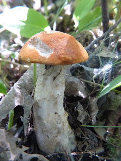 Bolet orangé - Leccinum aurantiacum - Bolet roux