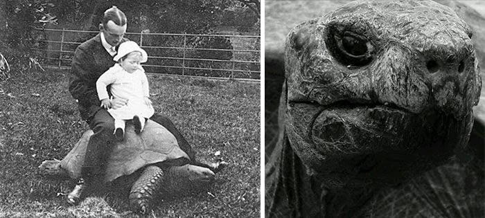 Jonathan The Tortoise Photographed In 1902 And Today