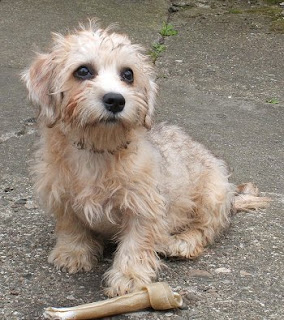 Dandie Dinmont Puppy Picture