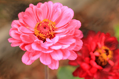 Pink Zinnias Close Up Flower Photography by Mademoiselle Mermaid