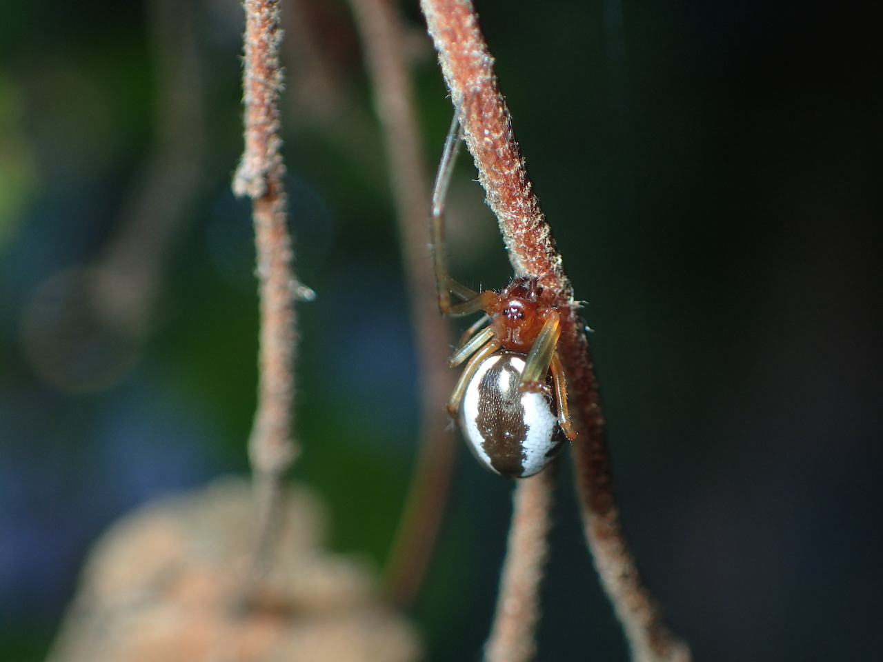 Frontinellina frutetorum