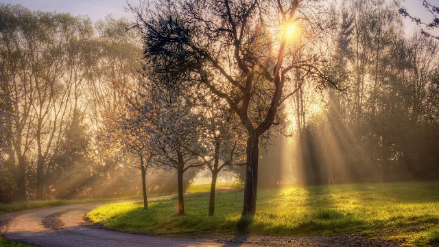 Good Morning Sunshine Wallpaper,image,pic,picture,photo,1920 x 1080 resolution wallpapers,sun rays comming behind the trees,owsum good morning wallpapers,beautiful way wallpapers,best good morning wallpaperstrees wallpapers,forest wallpapers