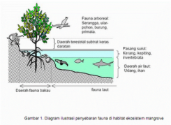 Diagram ilustrasi penyebaran fauna di habitat ekosistem mangrove