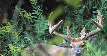 Whitetail Institute: The Amazing Marvel of Antler Growth