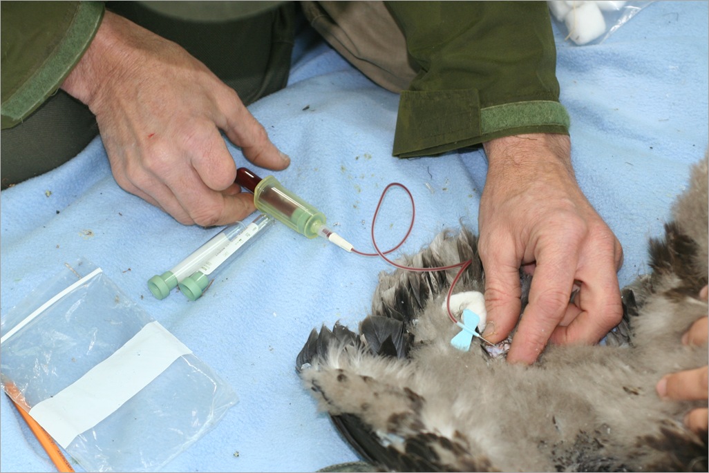 Blood letting time. This is for the contaminant testing