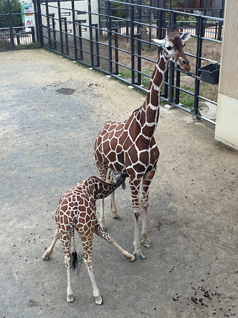 京都市動物園