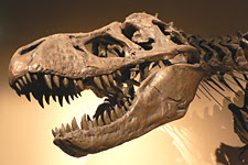 Tyrannosaurus Skeleton