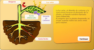 http://www.primaria.librosvivos.net/archivosCMS/3/3/16/usuarios/103294/9/5EP_Cono_cas_ud4_186/frame_prim.swf