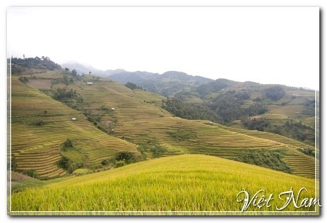 Mùa vàng Mù Cang Chải, Yên Bái, Việt Nam