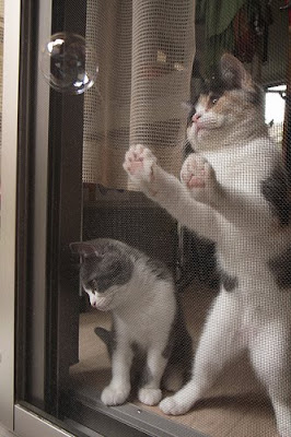 Scottish Fold Brother and Sister Cats Seen On www.coolpicturegallery.us