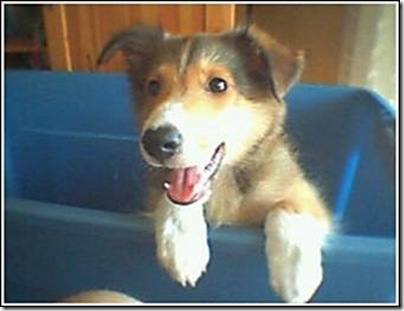 Animal cãoengraçado (4)