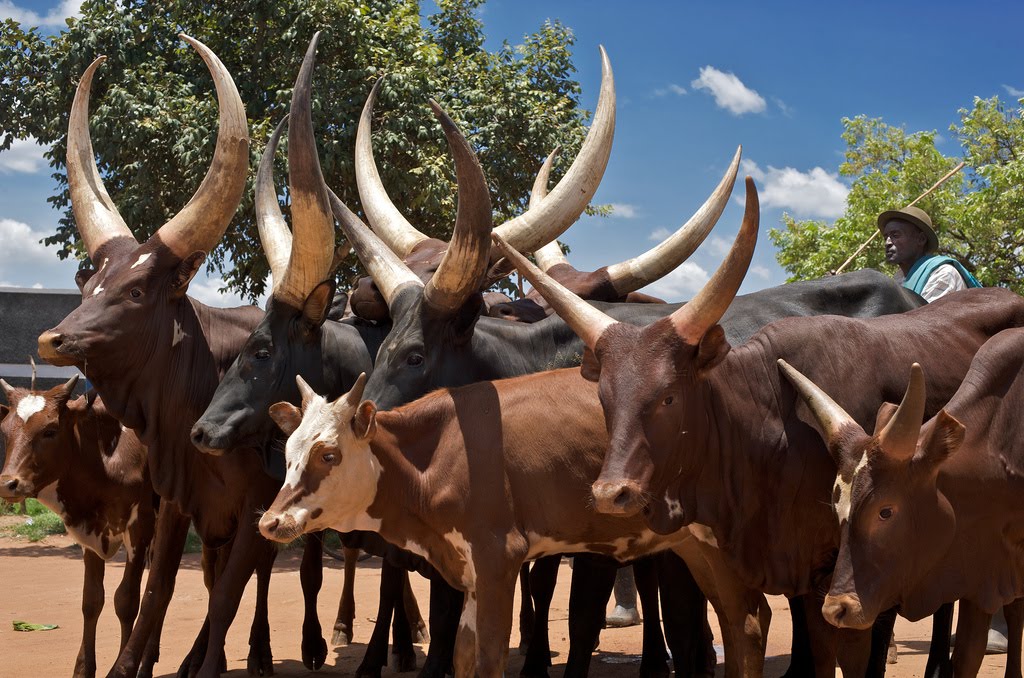 The amazing Ankole-Watusi cattle (7 pics) | Amazing Creatures