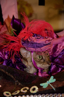 Coco, the Cornish Rex, in her stunning ensemble by Belle Diva Couture