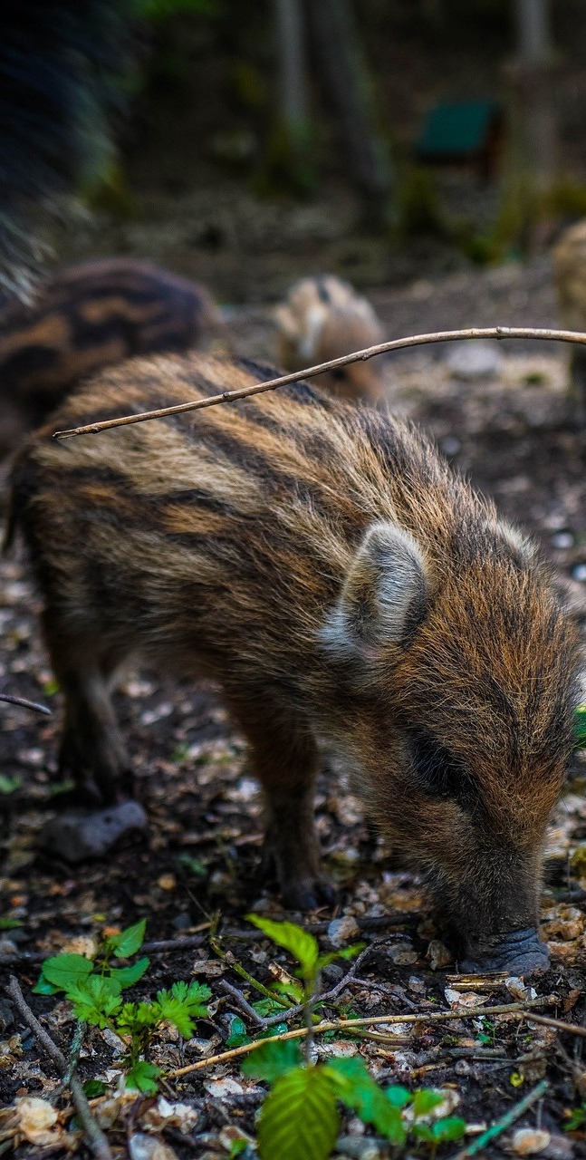 Cute young wild boar.