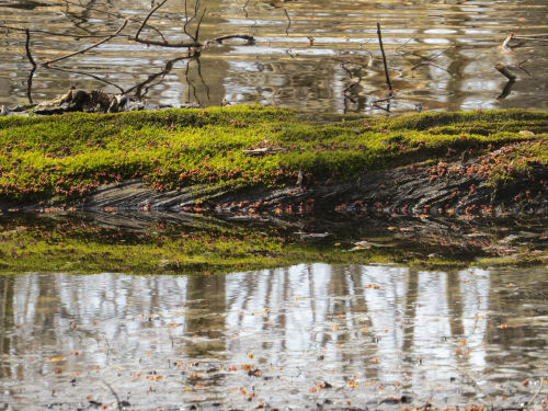 reflection of log in water