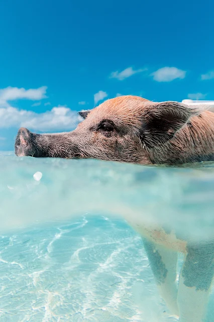 Con heo có biết bơi không? Lợn có thích bơi không?