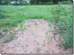 Corn report 8.2.09 001