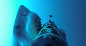 Köpek Balığı Kamerasından İlginç Görüntüler