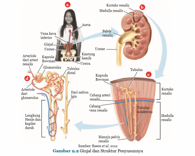 Gambar Ginjal dan Struktur Penyusunnya