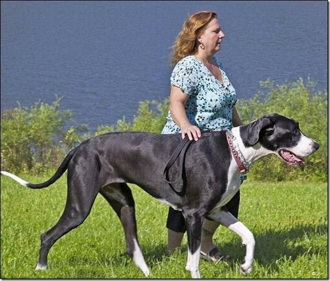 Nova Tallest Dog - 004