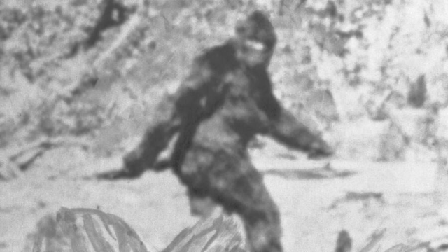 The Patterson Gimlin film screen shot of Bigfoot sighting.