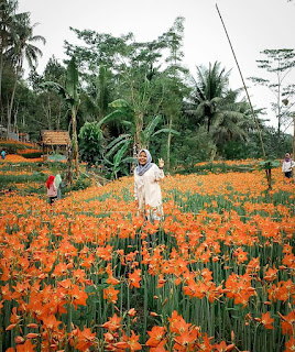 Rute Dan Lokasi Taman Bunga Amarilis Gunung Kidul, Sudah Mekar Kembali