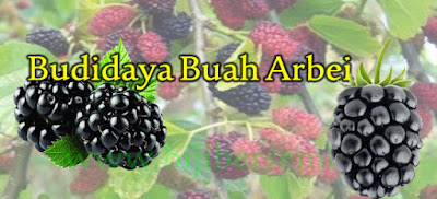 Ini Cara Sederhana Menanam Buah Arbei