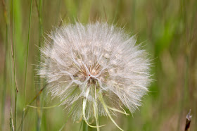 yellow goat's beard seed head