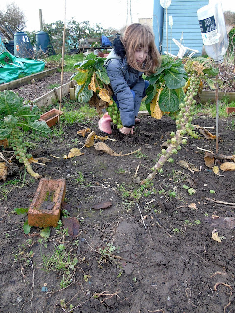 child pulling brussel sprout tree from the ground