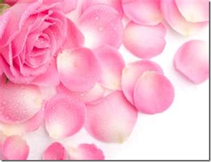 rosepetal
