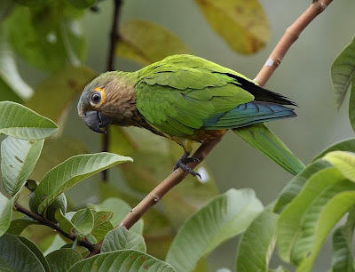 Aratinga pertinaz: Aratinga Eupsittula pertinax